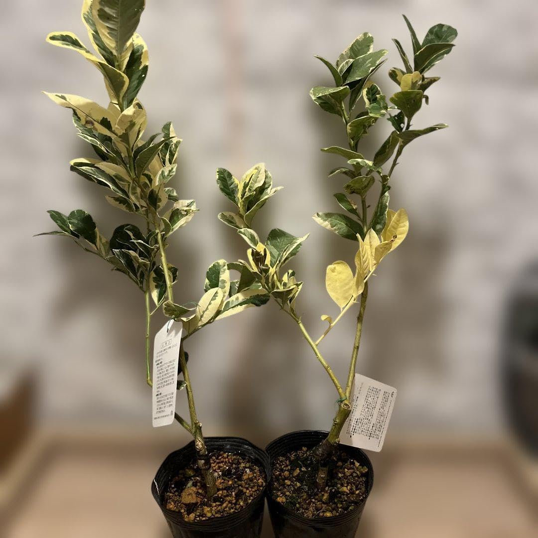 実 ?オリーブ エルグレコ バケツ型ポット鉢植え 大苗 苗木 シンボル 実 ?オリーブ エルグレコ バケツ型ポット鉢植え 大苗 苗木 シンボル